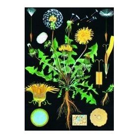 Gyermekláncfű oktatótabló