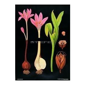 Õszi kikerics oktatótabló