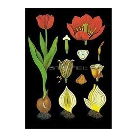 Tulipán oktatótabló