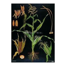 Kukorica oktatótabló