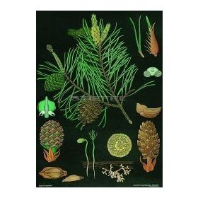 Erdei fenyõ oktatótabló