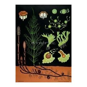 Mezei zsurló oktatótabló