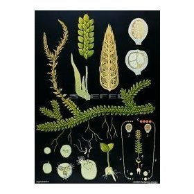 Csipkeharaszt oktatótabló