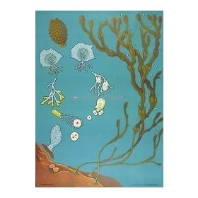 Hólyagmoszat oktatótabló