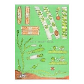 Moszatok (algák) oktatótabló