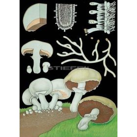 Mezei csiperke oktatótabló