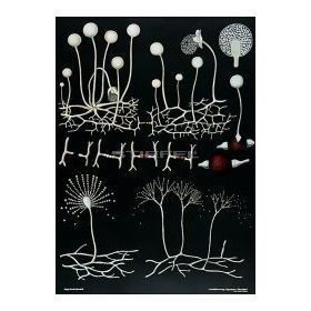 Fejes-kanna-és ecsetpenész oktatótabló