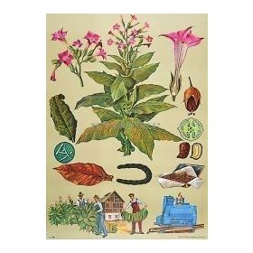 Dohány oktatótabló