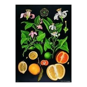 Citrusfélék oktatótabló