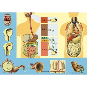 Az emésztés oktatótabló