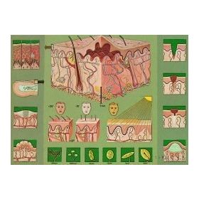 A bőr felépítése és működése oktatótabló