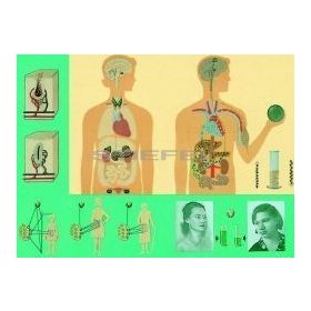 A hormonok oktatótabló