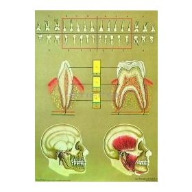 Az egészséges fogazat oktatótabló