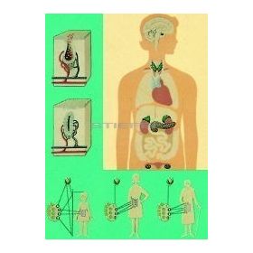 A hormonmirigyek oktatótabló