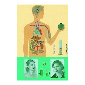 A cukorháztartás oktatótabló