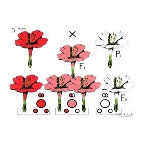   Monohibrid keresztezés részleges dominanciával oktatótabló