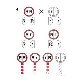 A monohibrid keresztezés diagramja oktatótabló