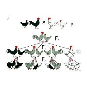   Monohibrid keresztezés részleges dominanciával oktatótabló