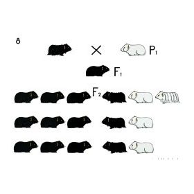 Dihibrid keresztezés teljes dominanciával oktatótabló