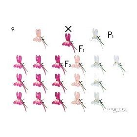 Kriptoméria oktatótabló