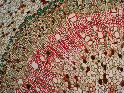 Levenhuk N18 NG előkészített tárgylemezkészlet