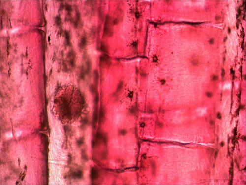 Levenhuk N10 NG előkészített tárgylemezkészlet