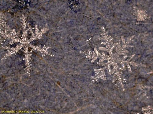 Levenhuk DTX 500 LCD Digitális mikroszkóp, 20-500x