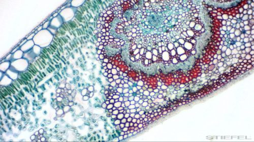 Bresser MikrOkular Full HD Kereső digitális kamera