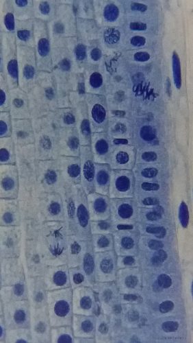 Bresser Erudit Basic Binokuláris mikroszkóp, 40–400x