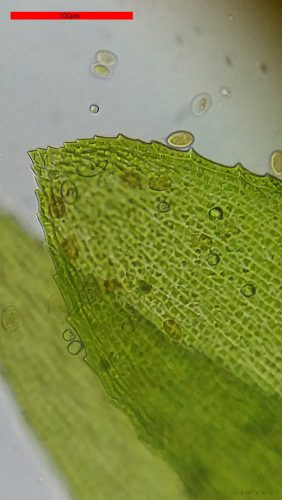 Bresser Erudit Basic Binokuláris mikroszkóp, 40–400x