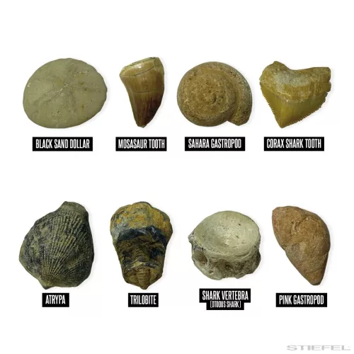 GeoSafari® Kőzettani ásatási készlet