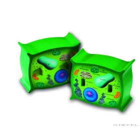 Növényi sejt szivacsból