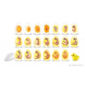 Kiscsibék fejlődése a tojásban