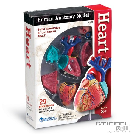 Mini anatómiai modell - A szív