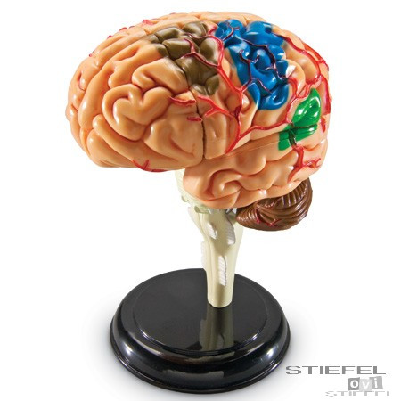 Biológai modell puzzle - Az agy