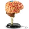 Biológai modell puzzle - Az agy
