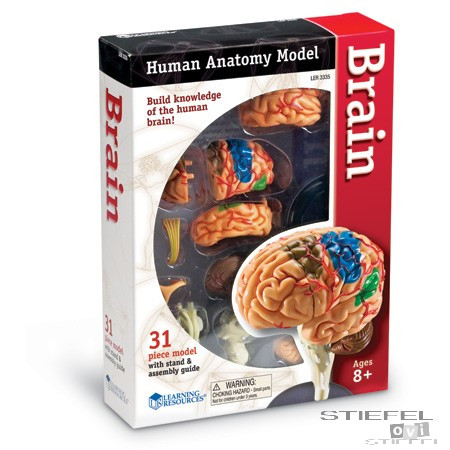 Mini anatómiai modell - Az agy