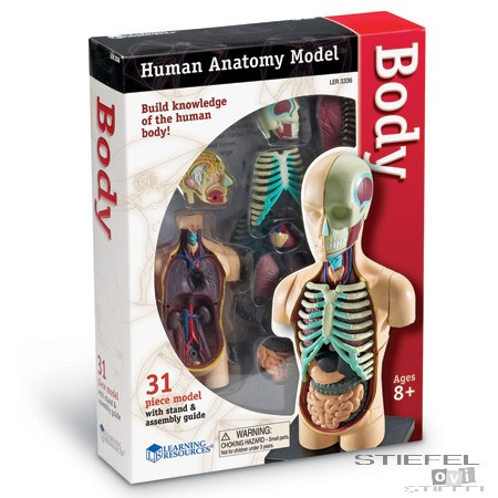 Mini anatómiai modell - Az emberi test