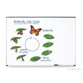 A pillangók fejlődése (mágneses)