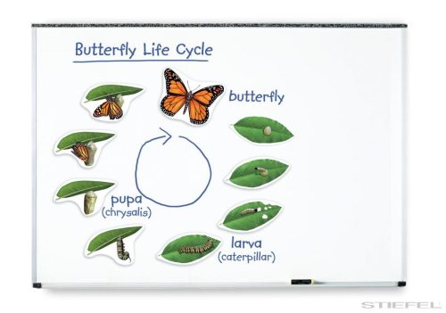 A pillangók fejlődése (mágneses)