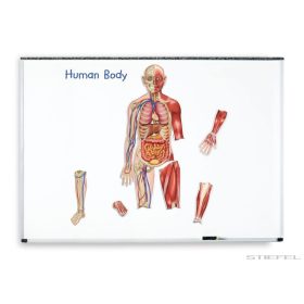 Az emberi test felépítése (mágneses)