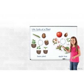 A növények fejlődése (mágneses)