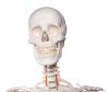  Emberi csontváz, 176 cm