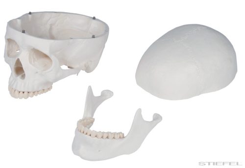 Emberi csontváz, 176 cm