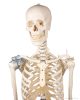 Emberi csontváz szalagokkal, 176 cm