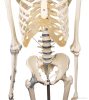 Emberi csontváz szalagokkal, 176 cm