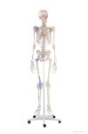 Emberi csontváz izomjelekkel és szalagokkal, 176 cm