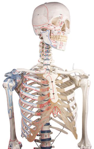Emberi csontváz izomjelekkel és szalagokkal, 176 cm