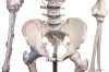 Emberi csontváz izomjelekkel és szalagokkal, 176 cm