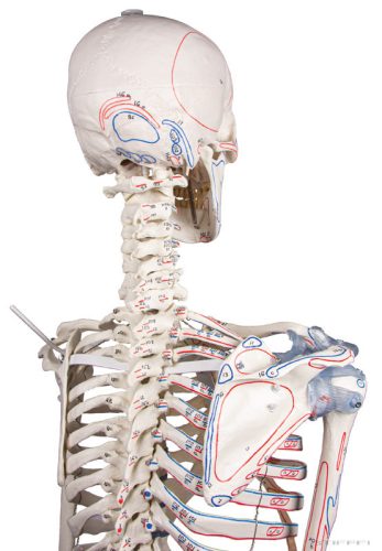 Emberi csontváz izomjelekkel és szalagokkal, 176 cm